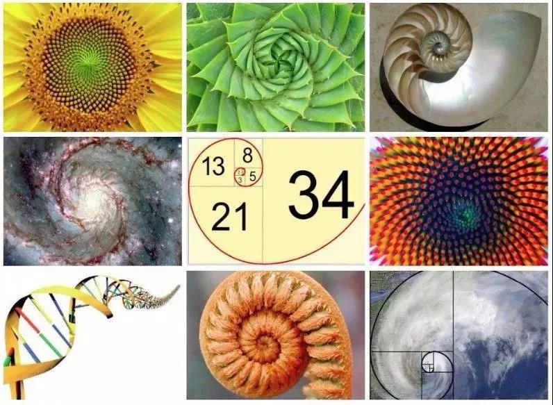 生物中隱藏的斐波那契數列